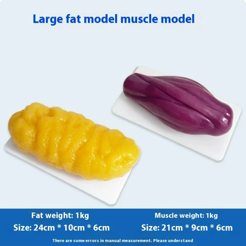 Nutrition For Health Fitness & Sport Melvin Williams - Human Muscle and Fat Replicas Health