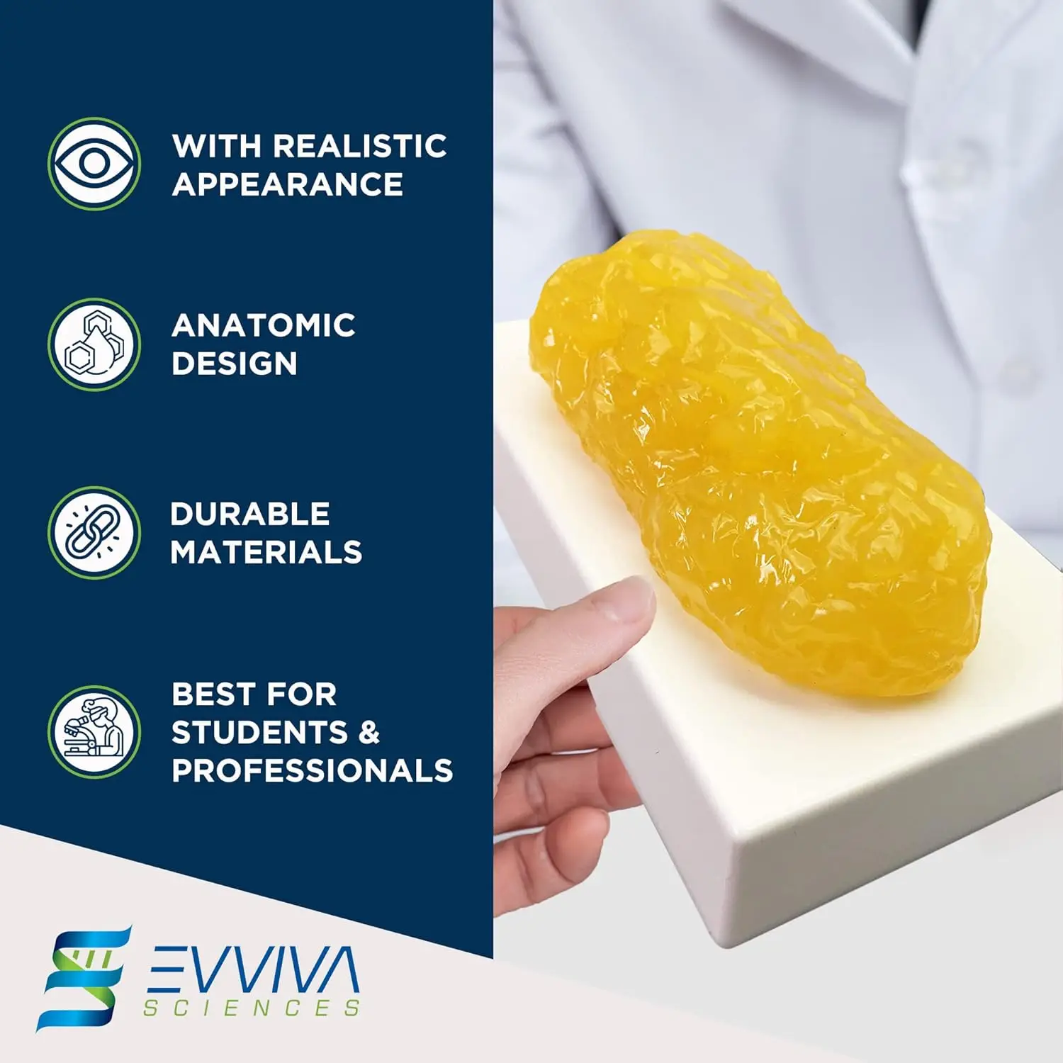 Human Muscle and Fat Replicas  - đánh giá và giá Nutrition Of Fitness