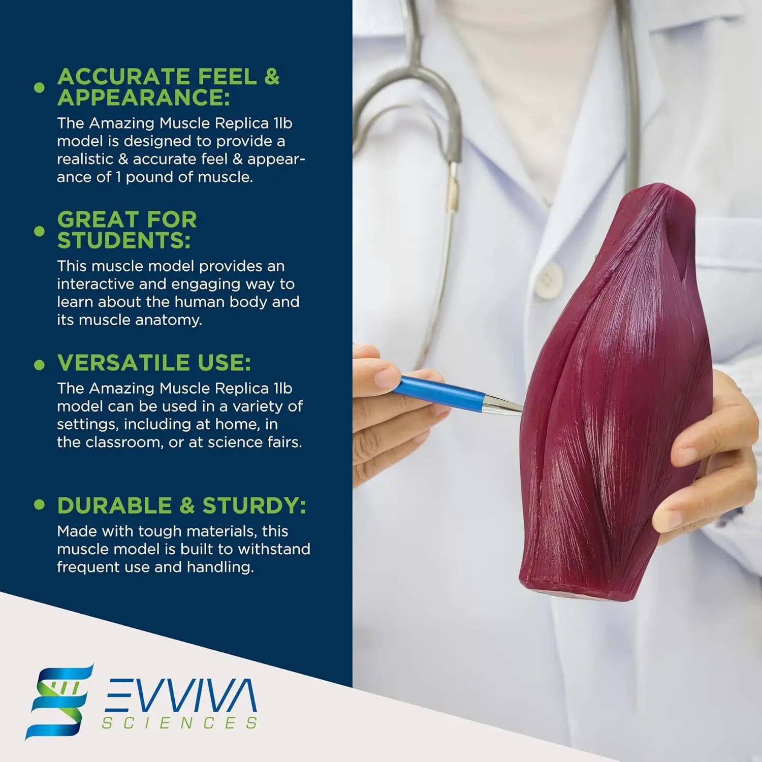 Human Muscle and Fat Replicas  - đánh giá và giá Nutrition For Health Fitness & Sport Melvin Williams